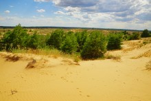 Кундрюченские пески и леса после пожара