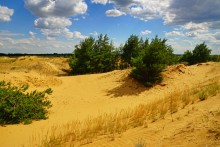 Кундрюченские пески и леса после пожара