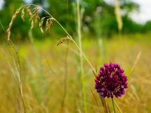 Кундрюченские пески и леса после пожара