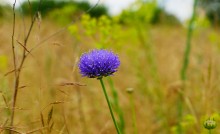 Кундрюченские пески и леса после пожара