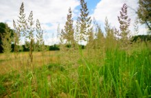 Кундрюченские пески и леса после пожара