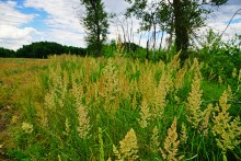 Кундрюченские пески и леса после пожара