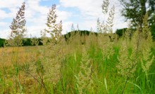 Кундрюченские пески и леса после пожара