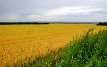 Красное, гороховое поле