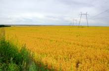 Красное, гороховое поле