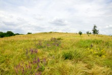 Прогулка по святилищу на поселении Яблоневое-1 на реке КундрючьПрогулка по святилищу на поселении Яблоневое-1 на реке Кундрючь