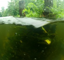 Путешествие по реке Калитве по земле и под водой.