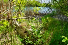 Пионерский лагерь на реке Сухой в Цимлянском районе