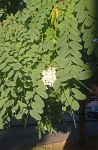 Цветущая акация в конце июля