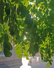 Цветущая акация в конце июля