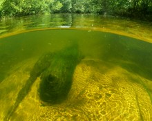 Август на Калитве, у Ефремово-Степановки, на берегу и под водой.