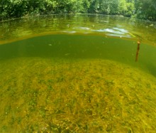 Август на Калитве, у Ефремово-Степановки, на берегу и под водой.
