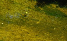 Август на Калитве, у Ефремово-Степановки, на берегу и под водой.