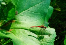 Август на Калитве, у Ефремово-Степановки, на берегу и под водой.
