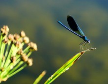 Август на Калитве, у Ефремово-Степановки, на берегу и под водой.