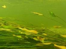 Август на Калитве, у Ефремово-Степановки, на берегу и под водой.