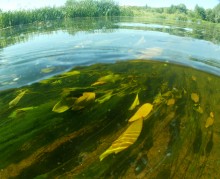 Август на Калитве, у Ефремово-Степановки, на берегу и под водой.