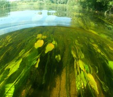 Август на Калитве, у Ефремово-Степановки, на берегу и под водой.
