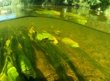 Август на Калитве, у Ефремово-Степановки, на берегу и под водой.