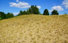 Леса на реке Калитве 