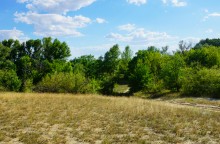 Леса на реке Калитве 