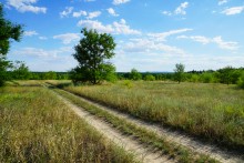 Леса на реке Калитве 