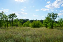 Леса на реке Калитве 