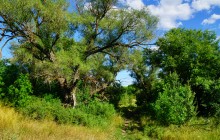 Леса на реке Калитве 