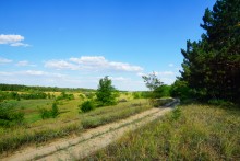 Леса на реке Калитве 