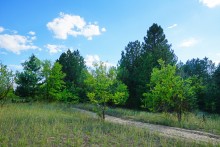 Леса на реке Калитве 