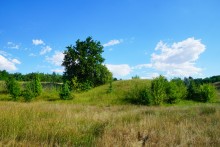 Леса на реке Калитве 