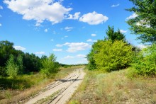 Леса на реке Калитве 