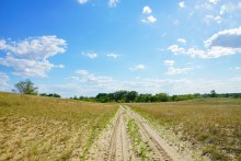 Леса на реке Калитве 