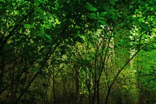 Большие дороги Донского края 19-го века, Процыков