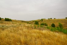 Большие дороги Донского края 19-го века, Процыков