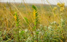 Приазовская степь у Самбека, Сухого Самбека и Бирючьей балки