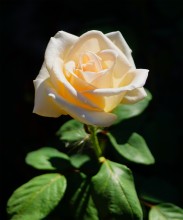 Розы в сентябре