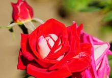 Розы в сентябре