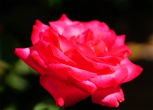 Розы в сентябре