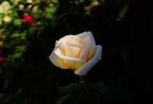 Розы в сентябре