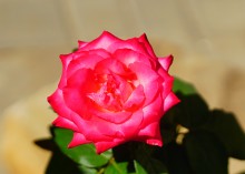 Розы в сентябре