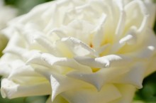 Розы в сентябре