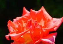 Розы в сентябре