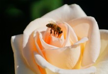 Розы в сентябре