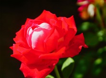 Розы в сентябре