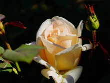 Розы в сентябре