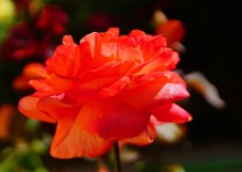 Розы в сентябре