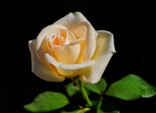 Розы в сентябре