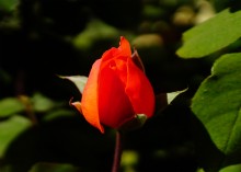 Розы в сентябре