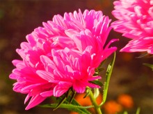 Красный цвет сентября